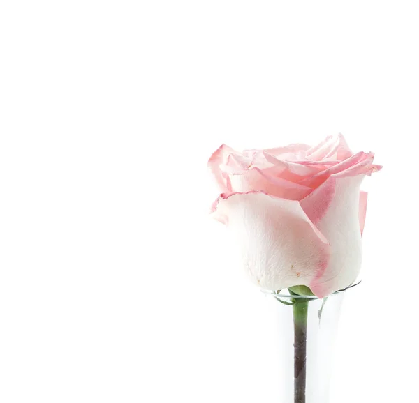 Рожево-біла троянда — стокове фото