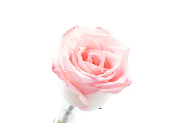 Rosa und weiße Rose — Stockfoto