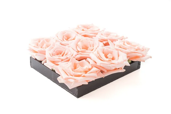 Коралловые розы на белом — стоковое фото