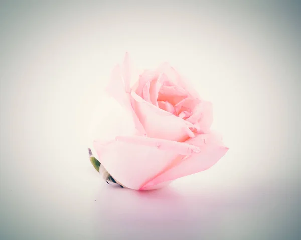 Pink and white rose — Stock Photo, Image