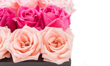 Mercan ve pembe Gül