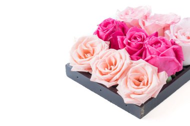 Mercan ve pembe Gül