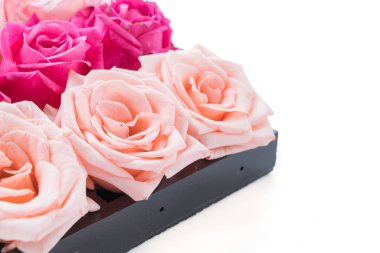 Mercan ve pembe Gül