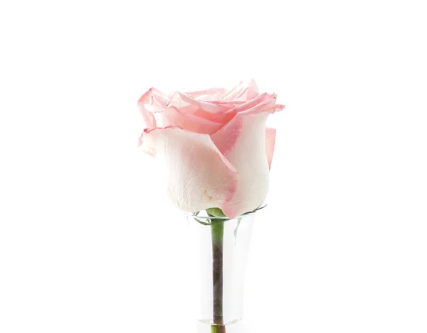 Rosa e rosa branca — Fotografia de Stock