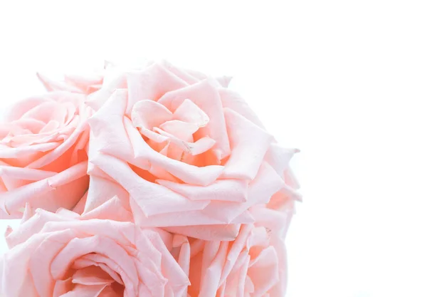 Rosa di corallo su bianco — Foto Stock