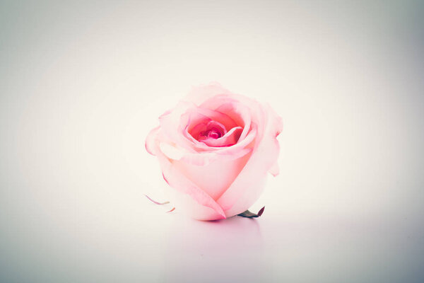 Pink and white rose - soft focus and vintage effect picture style