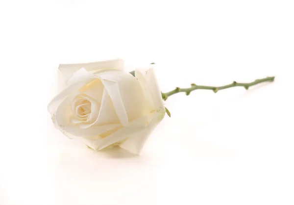 Valkoinen ruusu valkoisella — kuvapankkivalokuva