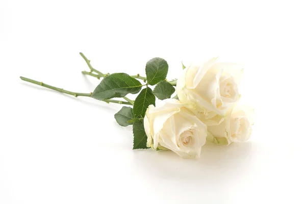 Rosa branca sobre branco — Fotografia de Stock