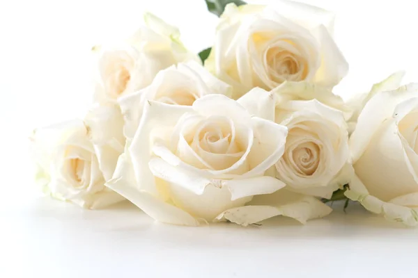 Bílou růži na bílém pozadí — Stock fotografie