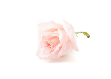pembe ve beyaz gül 