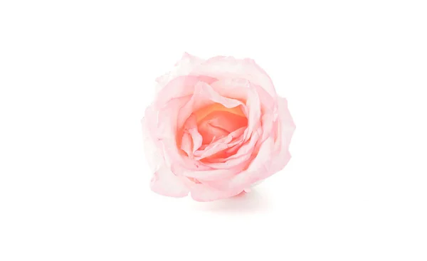 Pink and white rose — Stock Photo, Image