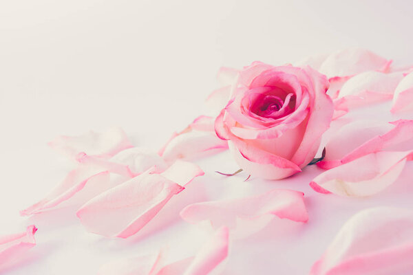 Pink and white rose with petal - soft focus and vintage effect picture style
