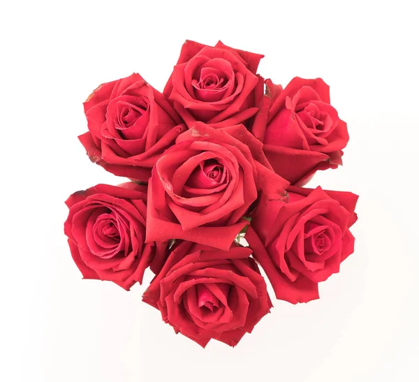 Rose rouge sur blanc — Photo