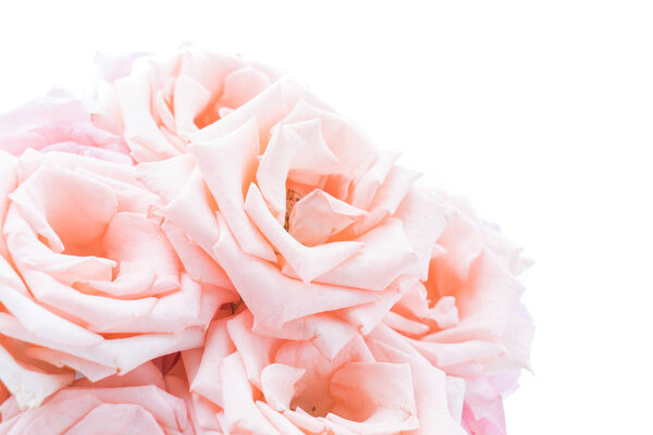Pink and white rose on white background