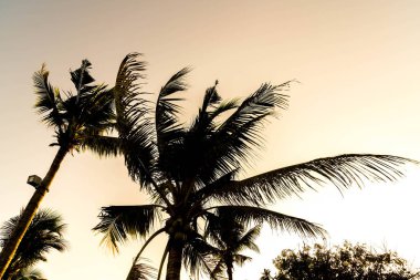 sillhouette palmiye ağaçları 