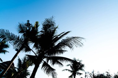 sillhouette palmiye ağaçları 