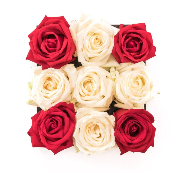 White and red rose on white — Stock Photo, Image