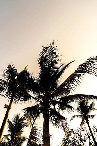 Palmeras sillhouette — Foto de Stock