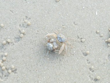 kum plajı üzerinde hayalet yengeci