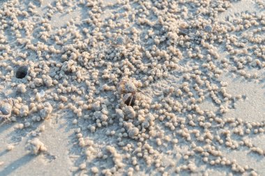 kum plajı üzerinde hayalet yengeci