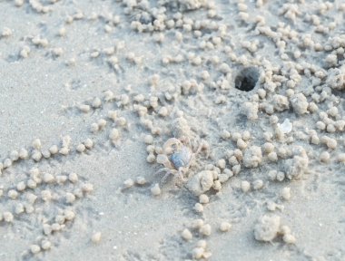 kum plajı üzerinde hayalet yengeci