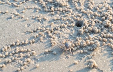 kum plajı üzerinde hayalet yengeci