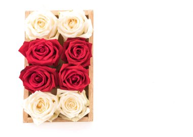 Beyaz ve kırmızı üzerine beyaz gül