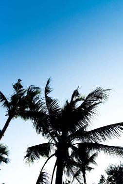 sillhouette palmiye ağaçları 