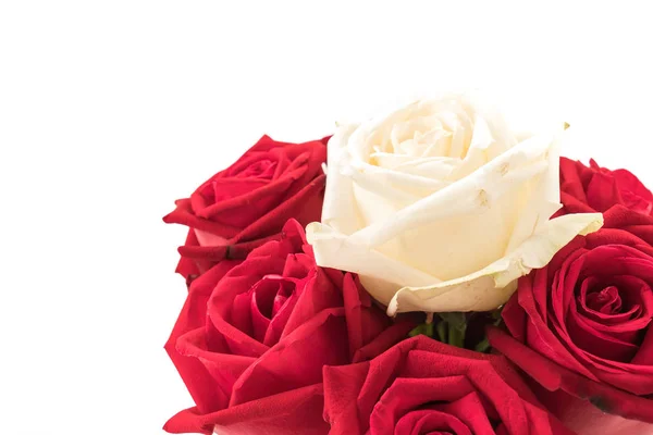 Rosa blanca y roja sobre blanco —  Fotos de Stock