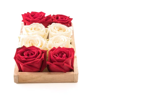 Biała i czerwona róża biały — Zdjęcie stockowe