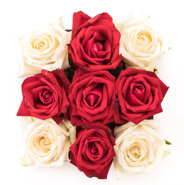 White and red rose on white — Stock Photo, Image