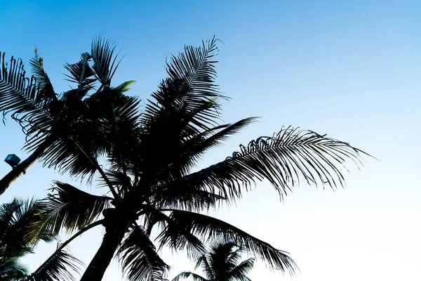 Sillhouette palm trees — Stock Photo, Image