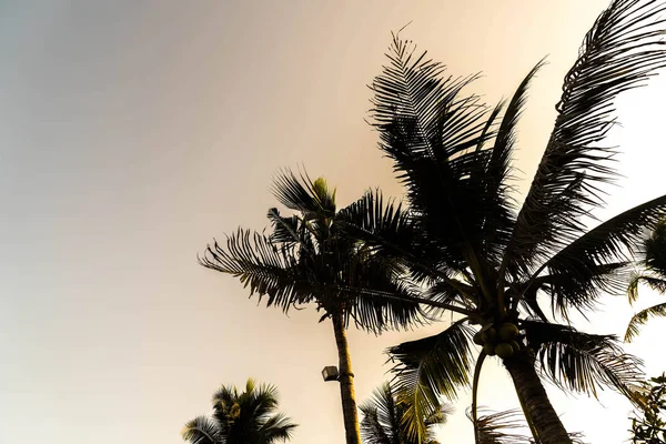 Sillhouette palm trees — Stock Photo, Image