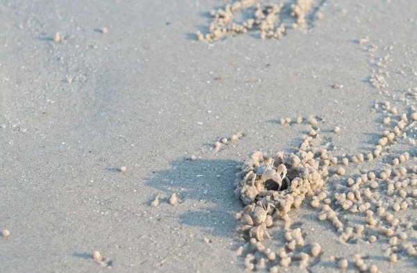 kum plajı üzerinde hayalet yengeci