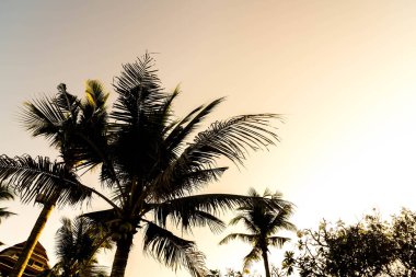 sillhouette palmiye ağaçları 