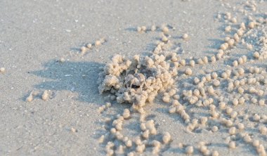 kum plajı üzerinde hayalet yengeci