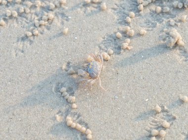 kum plajı üzerinde hayalet yengeci