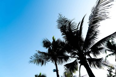 sillhouette palmiye ağaçları 