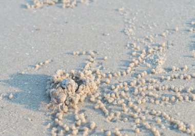 kum plajı üzerinde hayalet yengeci