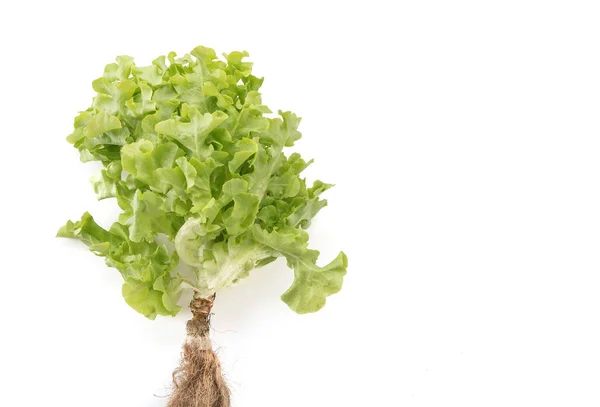 Friss tölgy leveles saláta — Stock Fotó