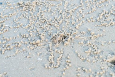 kum plajı üzerinde hayalet yengeci