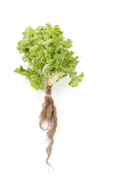 Čerstvé dubové listy salátu — Stock fotografie