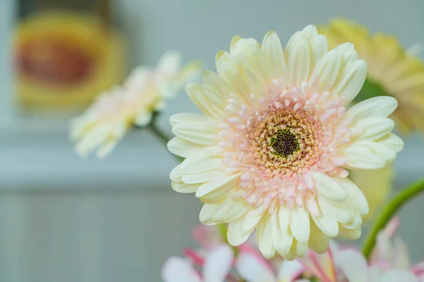 Gerberas blancas en la cafetería — Foto de Stock