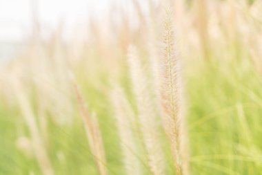 çimen çiçek - vintage etkisi resim stili ile yumuşak odak