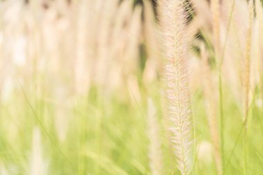 çimen çiçek - vintage etkisi resim stili ile yumuşak odak