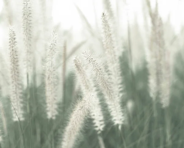 Flor de grama - foco suave com efeito vintage estilo de imagem — Fotografia de Stock