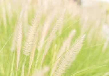 çimen çiçek - vintage etkisi resim stili ile yumuşak odak