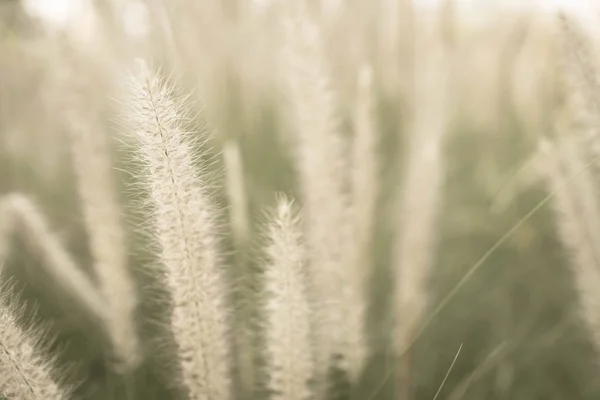 Grasblume - weicher Fokus mit Vintage-Effekt-Bildstil — Stockfoto