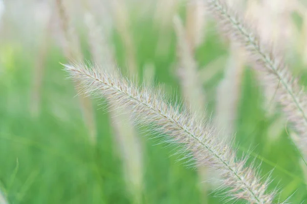 Trawa kwiat - soft focus z stylu vintage efekt obrazu — Zdjęcie stockowe