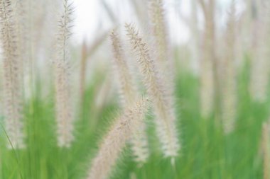 çimen çiçek - vintage etkisi resim stili ile yumuşak odak